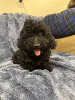 Sammy, a male Poodle - Miniature  for sale in Rolla, MO – 1 of 10