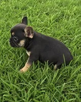 Carter , a male French Bulldog for sale in Rolla, MO – 5 of 5