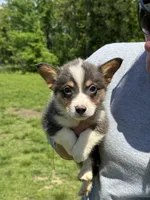 Brad, a male Pembroke Welsh Corgi for sale in Rolla, MO – 2 of 3