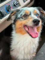 Riley, a female Australian Shepherd for sale in Rolla, MO – 2 of 3
