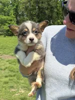 Brad, a male Pembroke Welsh Corgi for sale in Rolla, MO – 3 of 3