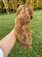 Puddin , a male Cavalier King Charles Spaniel for sale in Rolla, MO – 3 of 6