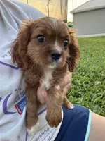Puddin , a male Cavalier King Charles Spaniel for sale in Rolla, MO – 2 of 6