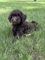 Marcus, a male Cavapoo for sale in Rolla, MO – 4 of 5