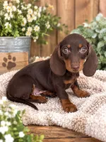 Boone, a male Miniature Dachshund for sale in Rolla, MO – 1 of 2