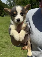 Bluie, a male Pembroke Welsh Corgi for sale in Rolla, MO – 2 of 6