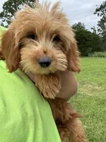 Promise, a female Miniature Goldendoodle for sale in Rolla, MO – Photo 2 of 3