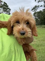 Promise, a female Miniature Goldendoodle for sale in Rolla, MO – Photo 3 of 3