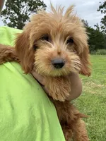 Promise, a female Miniature Goldendoodle for sale in Rolla, MO – Photo 1 of 3
