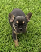 Carter , a male French Bulldog for sale in Rolla, MO – 4 of 5