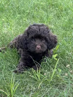 Mason, a male Cavapoo for sale in Rolla, MO – 3 of 4