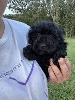 Sammy, a male Poodle - Miniature  for sale in Rolla, MO – 2 of 6