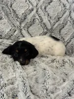 Kristi, a female Miniature Dachshund for sale in Rolla, MO – 3 of 7