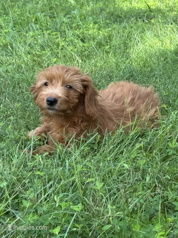 Lizzy – Miniature Goldendoodle puppy for sale in Rolla, MO