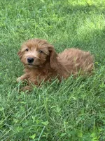 Lizzy, a female Miniature Goldendoodle for sale in Rolla, MO – 1 of 6