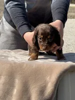 Puddin, a female Miniature Dachshund for sale in Rolla, MO – Photo 4 of 10
