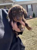 Puddin, a female Miniature Dachshund for sale in Rolla, MO – Photo 1 of 10