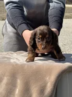 Puddin, a female Miniature Dachshund for sale in Rolla, MO – Photo 9 of 10