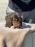 Puddin, a female Miniature Dachshund for sale in Rolla, MO – Photo 5 of 10