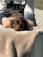 Puddin, a female Miniature Dachshund for sale in Rolla, MO – Photo 3 of 10