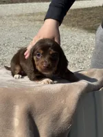 Puddin, a female Miniature Dachshund for sale in Rolla, MO – Photo 6 of 10