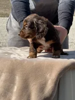 Puddin, a female Miniature Dachshund for sale in Rolla, MO – Photo 7 of 10