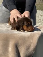 Puddin, a female Miniature Dachshund for sale in Rolla, MO – Photo 2 of 10