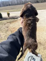 Puddin, a female Miniature Dachshund for sale in Rolla, MO – Photo 8 of 10