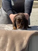 Puddin, a female Miniature Dachshund for sale in Rolla, MO – Photo 10 of 10