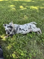 Tillie, a male French Bulldog for sale in Rolla, MO – 3 of 7