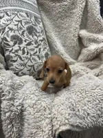 Courtney, a female Miniature Dachshund for sale in Rolla, MO – 8 of 9