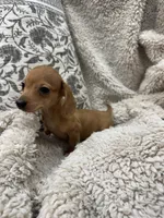 Courtney, a female Miniature Dachshund for sale in Rolla, MO – 6 of 9