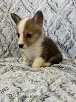 Ronnie, a male Pembroke Welsh Corgi for sale in Rolla, MO – 2 of 4
