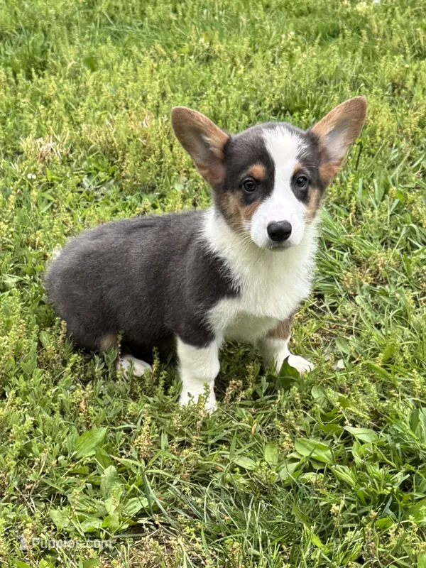 Bluie – Pembroke Welsh Corgi puppy for sale in Rolla, MO