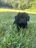 Ariel , a female Poodle - Toy  for sale in Rolla, MO – 8 of 9