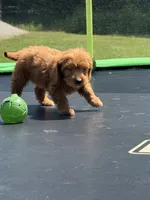 Linda, a female Miniature Goldendoodle for sale in Rolla, MO – 5 of 8