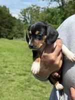 Lyla, a female Miniature Dachshund for sale in Rolla, MO – Photo 3 of 5