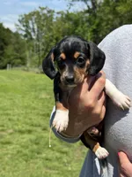 Lyla, a female Miniature Dachshund for sale in Rolla, MO – Photo 2 of 5