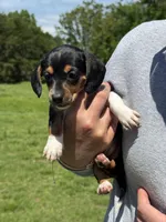 Lyla, a female Miniature Dachshund for sale in Rolla, MO – Photo 5 of 5