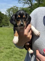 Lyla, a female Miniature Dachshund for sale in Rolla, MO – Photo 4 of 5