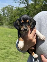 Lyla, a female Miniature Dachshund for sale in Rolla, MO – Photo 1 of 5