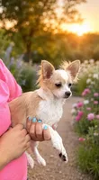 Pumpkin , a male Chihuahua for sale in Rolla, MO – 1 of 4