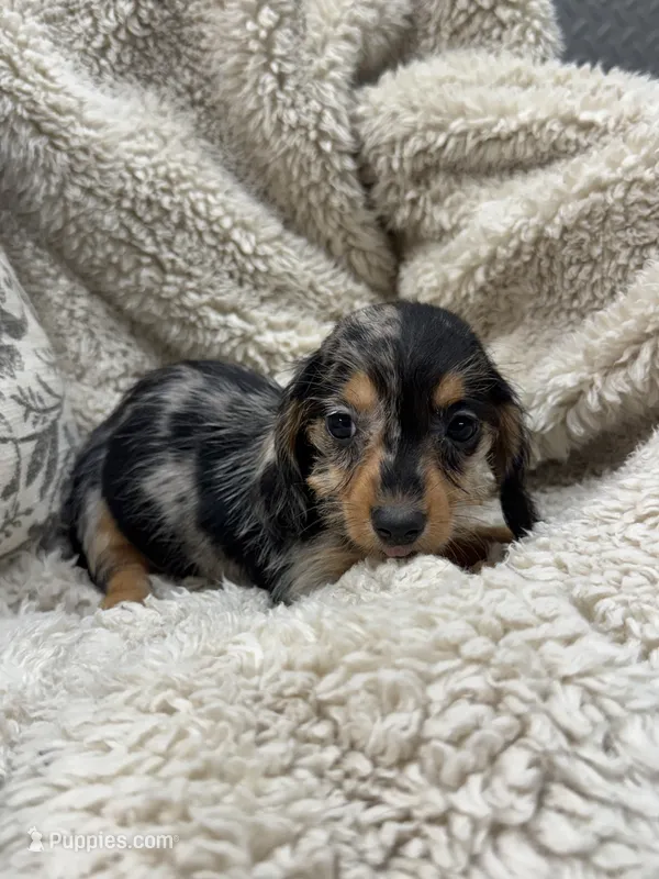 Esmeralda – Miniature Dachshund puppy for sale in Rolla, MO