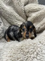 Esmeralda, a female Miniature Dachshund for sale in Rolla, MO – 1 of 10