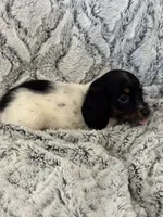 Kristi, a female Miniature Dachshund for sale in Rolla, MO – 6 of 7