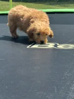 Lizzy, a female Miniature Goldendoodle for sale in Rolla, MO – 6 of 7