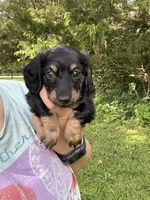 Miles, a male Miniature Dachshund for sale in Rolla, MO – 3 of 4