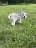 Maxwell, a male French Bulldog for sale in Rolla, MO – 2 of 8