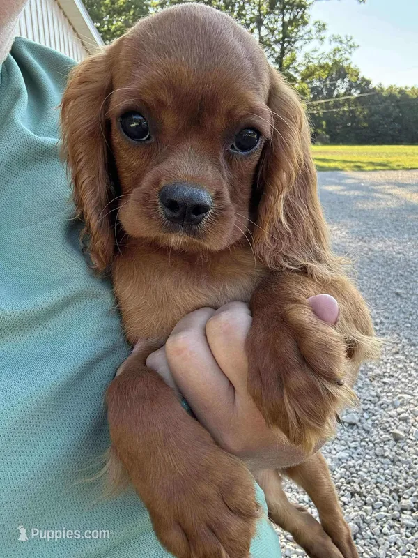 Cosmo, a male Cavalier King Charles Spaniel for sale in Rolla, MO – Photo 1 of 2