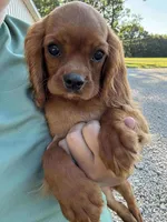 Cosmo, a male Cavalier King Charles Spaniel for sale in Rolla, MO – Photo 1 of 2